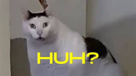 The perfect <b>Huh</b> <b>Cat</b> Stu Animated GIF for your conversation. . Huh cat meme